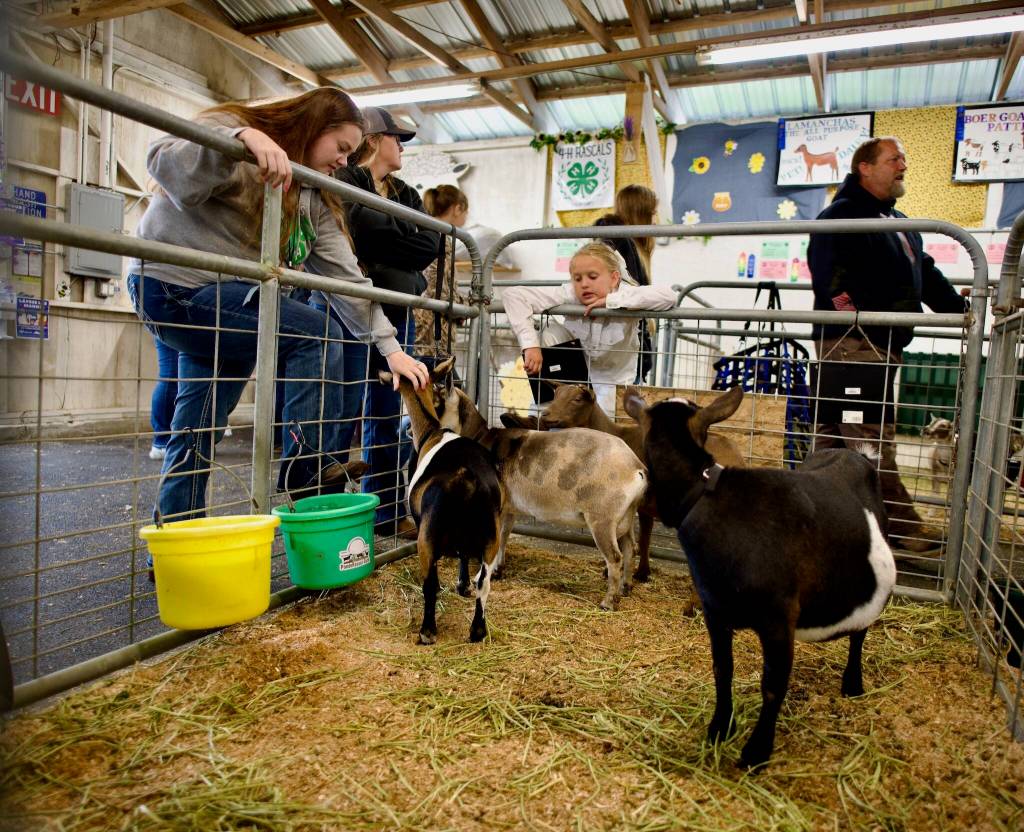 Amy Matney (left, in gray hoodie) and Christy Resser (in black hoodie) pause in their stroll around the fairgrounds to enjoy a pen of goats.