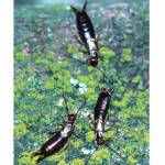 Photo by Whitney Cranshaw, Bugwood.org 
Earwigs are not dangerous to humans, but sometimes feed on plants.