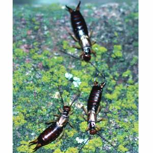 Photo by Whitney Cranshaw, Bugwood.org 
Earwigs are not dangerous to humans, but sometimes feed on plants.