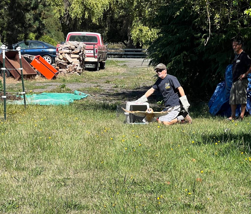 Photo courtesy of Bert Corales and Candace Fagerhaugh/ As Bert Corales looks on, a volunteer from Discovery Bay Wildlife Rescue releases one of the owls back onto the Sequim property where it was born. While in the custody of the rescue organization, the owlet was cared for by a surrogate owl parent.