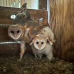 Photo courtesy of Bert Corales and Candace Fagerhaugh/ A camera inside the owl house on Bert Corales and Candace Fagerhaughs property captured images of its inhabitants.