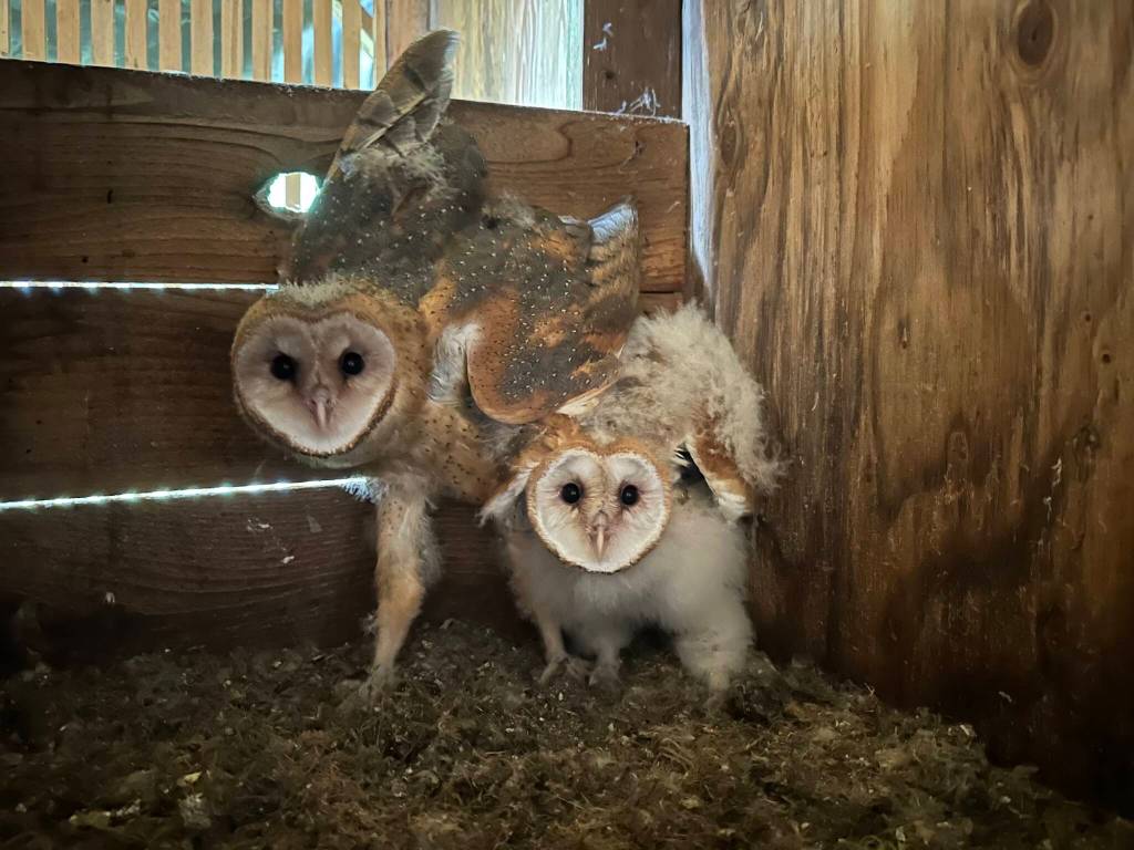 Photo courtesy of Bert Corales and Candace Fagerhaugh/ A camera inside the owl house on Bert Corales and Candace Fagerhaughs property captured images of its inhabitants.