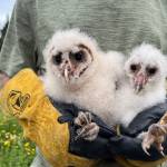 Photo courtesy of Bert Corales and Candace Fagerhaugh
Oscar and Starlight, the most recent babies to be born in the owl house on Bert Corales and Candace Fagerhaughs Sequim property, were, like the inhabitants before them, taken by Discovery Bay Wild Bird Rescue at the couples request. They, too, were eventually released into the wild.