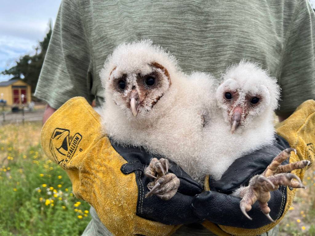 Photo courtesy of Bert Corales and Candace Fagerhaugh
Oscar and Starlight, the most recent babies to be born in the owl house on Bert Corales and Candace Fagerhaughs Sequim property, were, like the inhabitants before them, taken by Discovery Bay Wild Bird Rescue at the couples request. They, too, were eventually released into the wild.