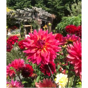 Dahlias will be the focal point of the Clallam County Master Gardeners September Garden Tour Walk-About at Woodcock Demonstration Gardens on Sept. 11.
Photo courtesy of Cathy Wagner/