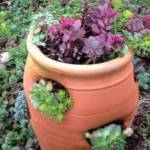 Photo by Susan Kalmar/ Succulents are associated with hotter, drier climates but can easily be grown on the Olympic Peninsula.