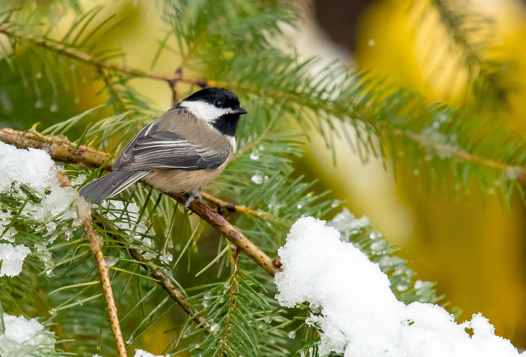 Photo by Mick Thompson
A black-capped chickadee in winter.
