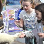 Sequim Gazette photo by Matthew Nash/ Vera Eksteen and Jane Woolf, third graders at Helen Haller Elementary School, pet an albino skunk at the Department of Fish and Wildlifes booth on Sept. 26 at the Dungeness River Festival.