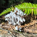 Photo by Jeanette Stehr-Green
Attempts to transplant an Indian pipe from the forest will fail.