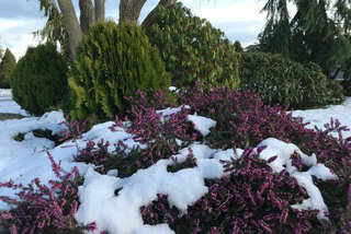 Get It Growing: Heather vs. heath: Why not both? | Sequim Gazette