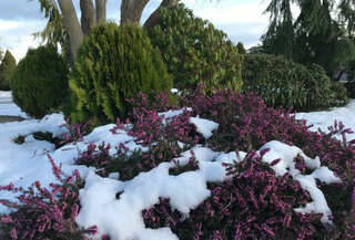 Photo by Susan Kalmar 
Both heather and heath can be a beautiful, low maintenance addition to a garden.