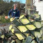Sequim Gazette file photo by Matthew Nash/
In November 2024, Clallam County Master Gardener Gordon Clark cuts leaves off Isobel Johnstons agave plant that shes been growing for 28-plus years. She specifically requested Master Gardeners help her remove the plant while keeping at least one for years to come. Reporter Matthew Nashs story Master Gardeners help remove giant agave on Fifth Avenue helped him win Feature Writer of the Year, Groups 1&2 in the Washington Newspaper Publishers Associations 2025 Better Newspaper Contest.