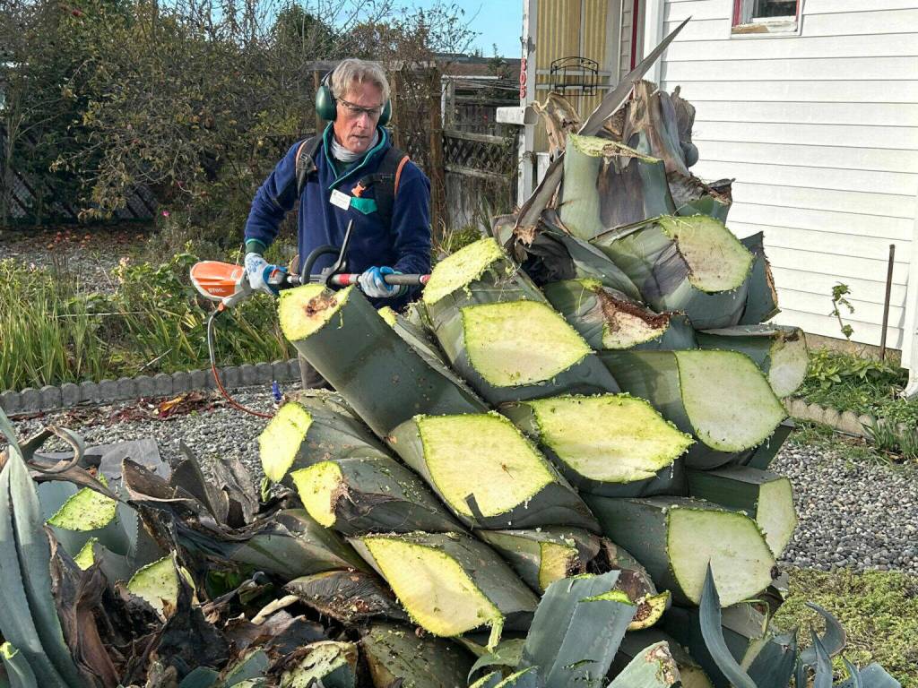 Sequim Gazette file photo by Matthew Nash/
In November 2024, Clallam County Master Gardener Gordon Clark cuts leaves off Isobel Johnstons agave plant that shes been growing for 28-plus years. She specifically requested Master Gardeners help her remove the plant while keeping at least one for years to come. Reporter Matthew Nashs story Master Gardeners help remove giant agave on Fifth Avenue helped him win Feature Writer of the Year, Groups 1&2 in the Washington Newspaper Publishers Associations 2025 Better Newspaper Contest.