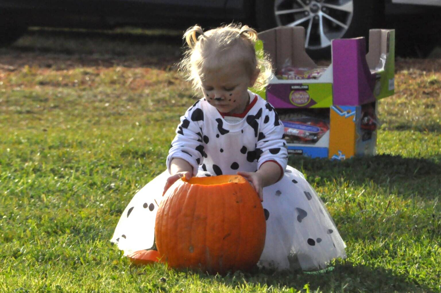 Sequim Gazette file photo by Matthew Nash/
Amalia Hellwig, dressed as a dalmatian, inspects her pumpkin during the Sequim Prairie Granges Fall Festival and Trunk-or-Treat last year. The event returns from 3-6 p.m. Saturday, Oct. 25.