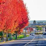 Photo by Bob Lampert
The stunning colors of autumn are on full display on the red maple trees that line West Washington Street near the sign that welcomes people to Sequim. Heading into November, temperatures in Sequim are expected to be around the mid-50s.