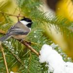 Photo by Mick Thompson/ A black-capped Chickadee perches on a snow-dusted branch.