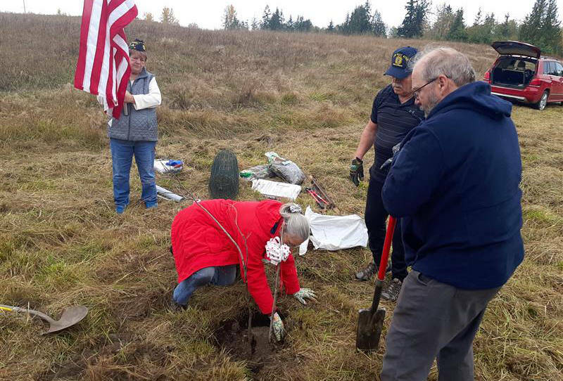 Photo courtesy Judy Tordini/ Registered as clone #111, the American Elm tree is a clone of Herbie, one of Americas most famous and longest-living elm trees, symbolizing resilience, history and national heritage.