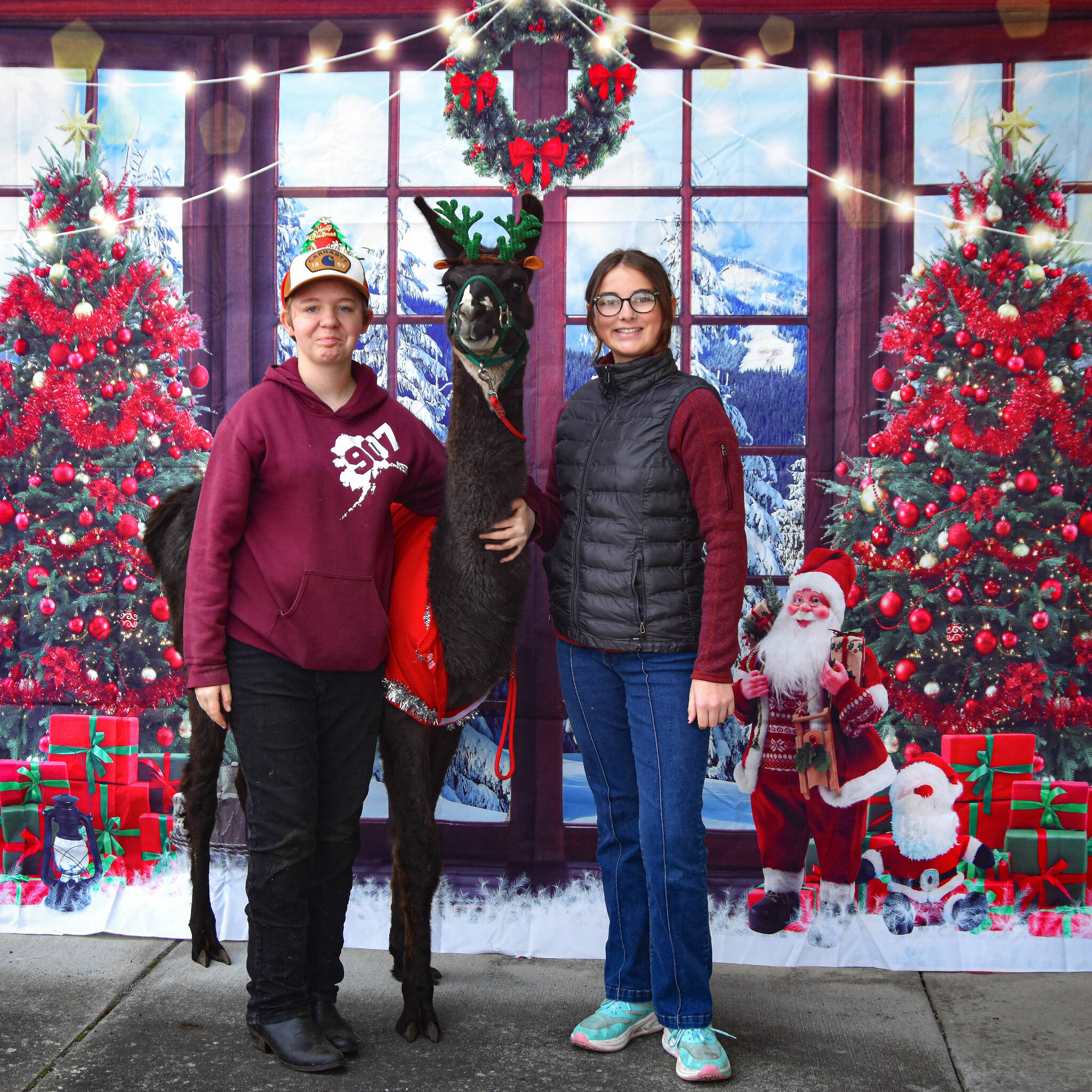 Sequim Gazette photo by Monica Berkseth/ Lily Chapman, left, and Paisley Warren, both 14, pose for a holiday photo with Spike the alpaca during the recent Falalallama Holiday Bazaar at the Sequim Masonic Lodge. The event benefited Olympic Peninsula Alpaca Rescue. The nonprofit is struggling financially.