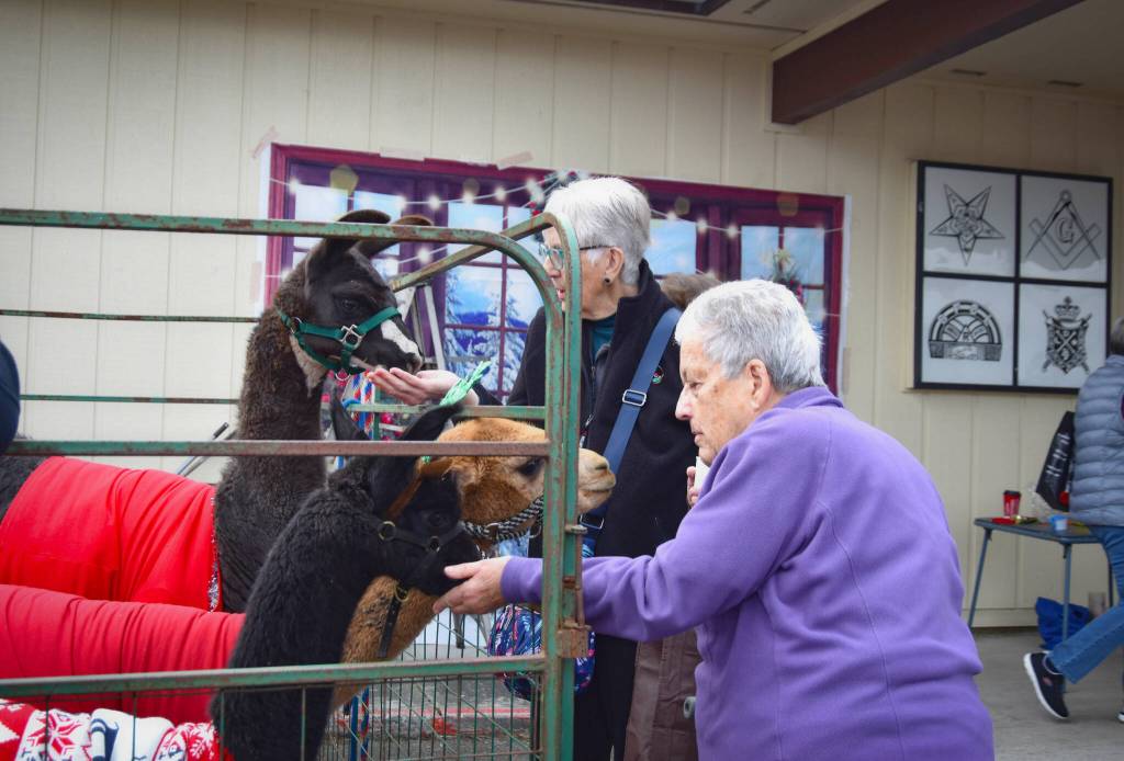 Sequim Gazette photo by Monica Berkseth/ Lyn Fiveash, right, and Priscilla Hudson take a break from shopping at the Falalallama Holiday Bazaar in Sequim to feed and pet some of the animals representing Olympic Peninsula Alpaca Rescue.