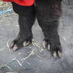 Sequim Gazette photo by Monica Berkseth/ With feet like these, Quatro the alpaca wont be part of any Nutcracker ballet. His rescuer, Rondi Smith, founder of Olympic Peninsula Alpaca Rescue, said that her unadoptable rescues are endearingly similar to the misfit toys featured in the classic animated TV show Rudolph the Red-Nosed Reindeer. Instead of being misfits, though, they are just special, she said.