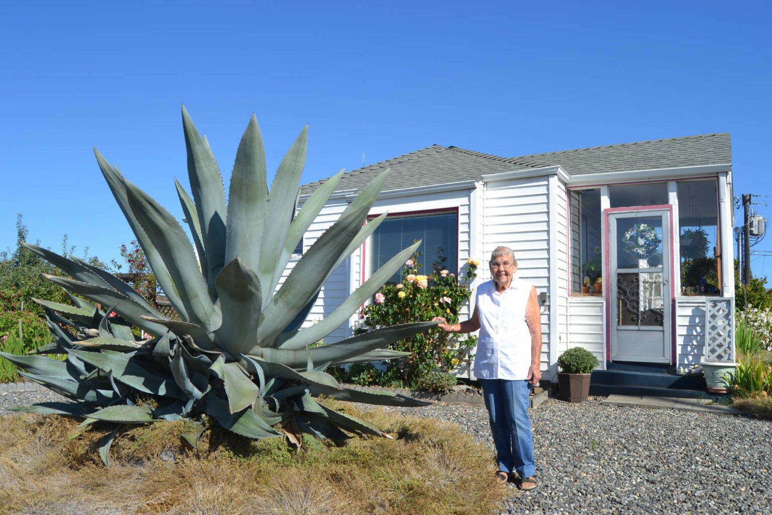 Sequim Gazette file photo by Matthew Nash
This agave grew from the size of a baseball in the 1990s to the height of Isobel Johnstons roof in 2020. She saw it bloom in 2023, which was on her bucket list. Following her passing in early 2025, fire commissioners with Clallam County Fire District 3, who purchased the property on Fifth Avenue in 2015, agreed to sell the property to support the building of a new Carlsborg fire station.