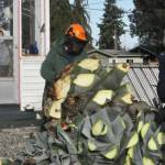 Sequim Gazette file photo by Matthew Nash/
Isobel Johnston watches as Master Gardeners Keith Dekker and Gordon Clark take out her agave plant on Nov. 15, 2024 that had sprouted and fallen many months prior.