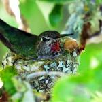 Photo by Dow Lambert
A hummingbird perches on its nest.