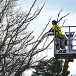 Sequim Gazette photos by Monica Berkseth
With her years of experience piloting a hot air balloon for her nonprofit organization, Captain Crystal Stout, who has no fear of heights, has been the perfect volunteer to remove Christmas decorations from high atop trees in Sequim.