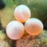 Photo courtesy Dungeness River Nature Center/ The river center recently received 500 coho salmon eggs from Hurd Creek Hatchery.