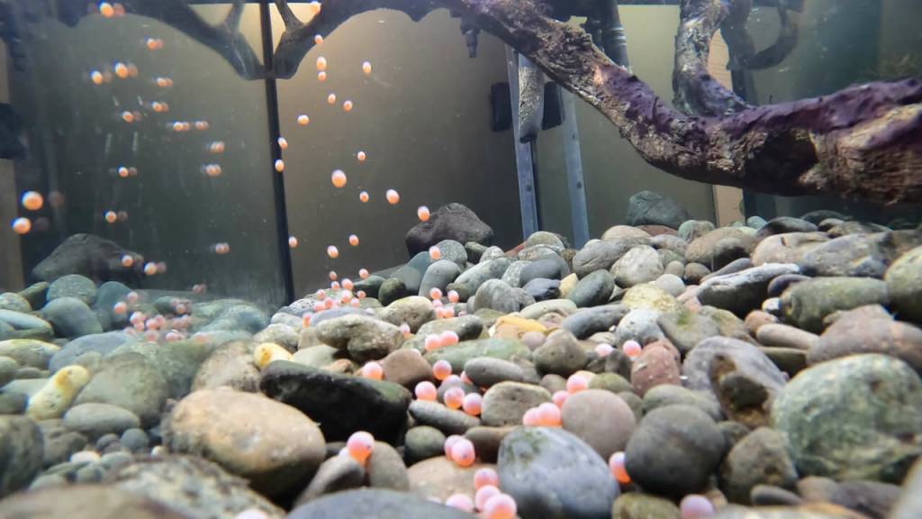 Photo courtesy Dungeness River Nature Center/ The salmon eggs, which can be viewed by the public, are part of a seasonal educational exhibit.