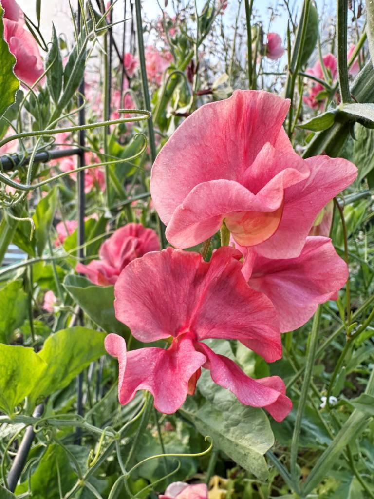 Photo courtesy NOLS/ Kings Ransom sweet peas grown by Jennifer LuBecke.