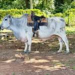 According to the Phreaners, the Cuban people are resourceful. If you have a good bull, you have a way, they wrote.