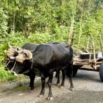 Oxen are still commonly seen performing a wide variety of tasks.