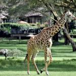 Photo courtesy Steve and Mirja Wilson/ The beautiful Lake Naivasha Sopa Resort in Kenya is home to giraffes, zebras and hippos.