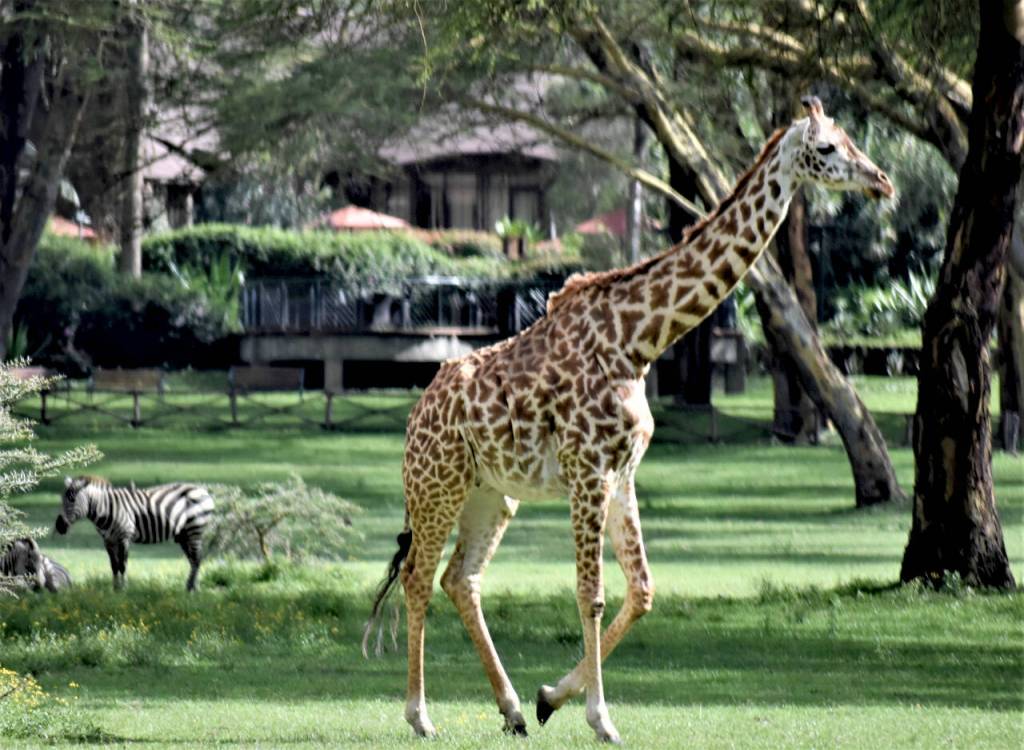 Photo courtesy Steve and Mirja Wilson/ The beautiful Lake Naivasha Sopa Resort in Kenya is home to giraffes, zebras and hippos.