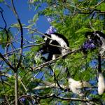 Photo courtesy Steve and Mirja Wilson/ Kenyas Colobus monkeys display their long tails.
