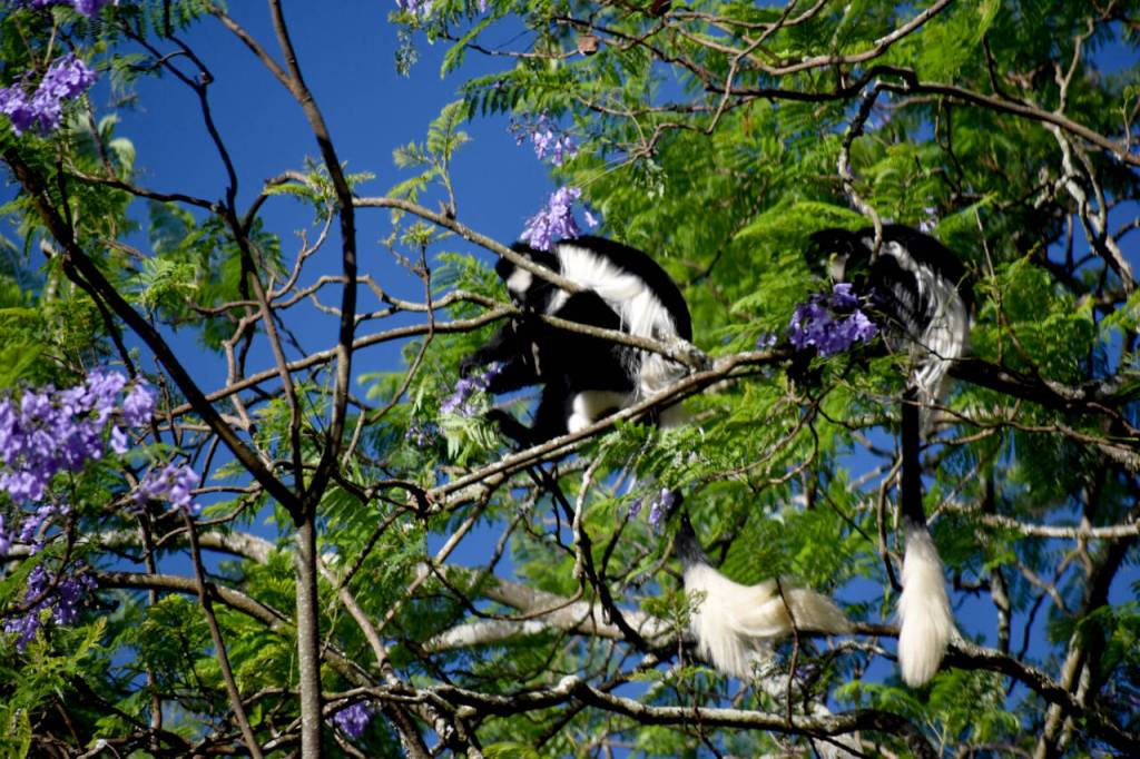 Photo courtesy Steve and Mirja Wilson/ Kenyas Colobus monkeys display their long tails.