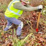 Photo courtesy Dungeness River Nature Center/ Scotch broom is highly invasive and displaces native vegetation.