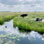 Photos courtesy Steve Durrant and Chris Carlson
The Netherlands is one of the worlds most densely populated countries and the second largest food exporter.