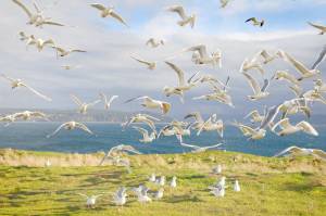 Photos by Peter Davis, USFWS
Gulls in flight on Protection Island.