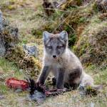 Photos courtesy Ken and Mary Campbell
Above: A great grey owl keeps watch from a tree limb in Helsinki, Finland.
Right: An Artic fox pup.
