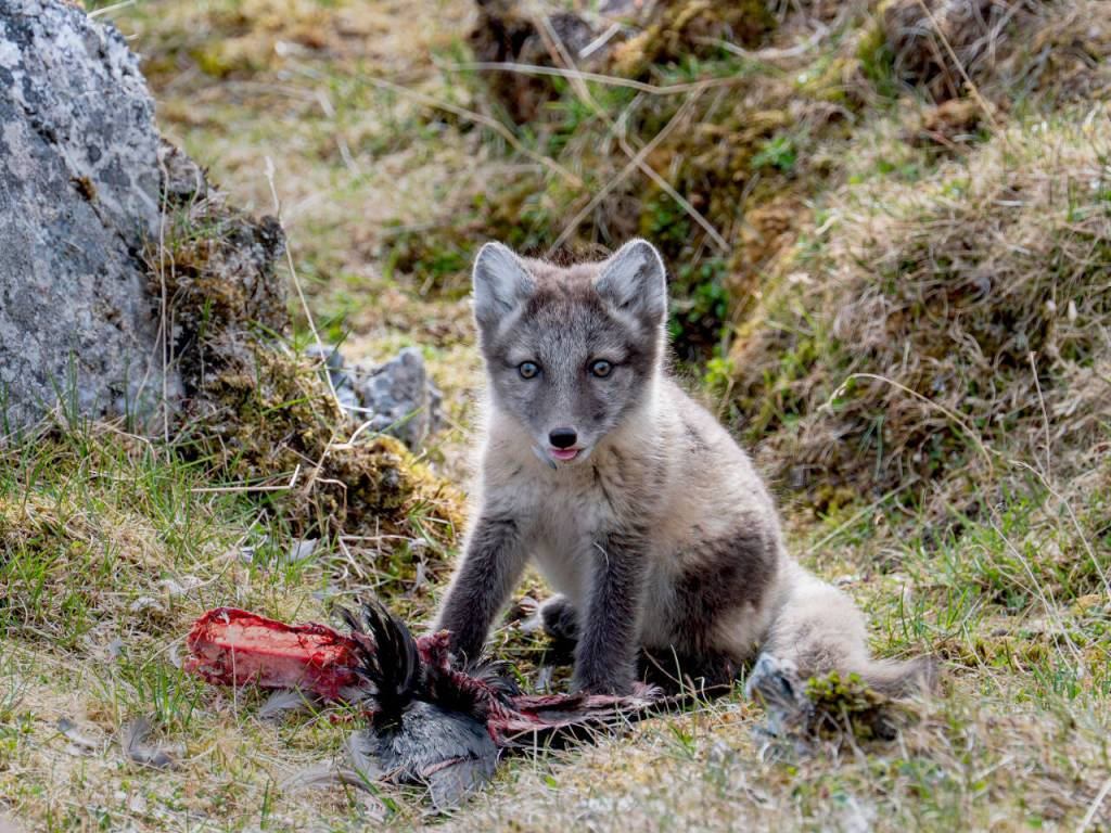 Photos courtesy Ken and Mary Campbell
Above: A great grey owl keeps watch from a tree limb in Helsinki, Finland.
Right: An Artic fox pup.