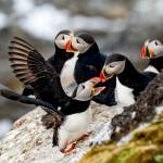 Atlantic puffins in Svalbard, Norway.