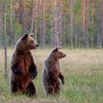 Photo courtesy Ken and Mary Campbell/ A European brown bear and its cub stand on their hind legs in Kuhmo, Finland.