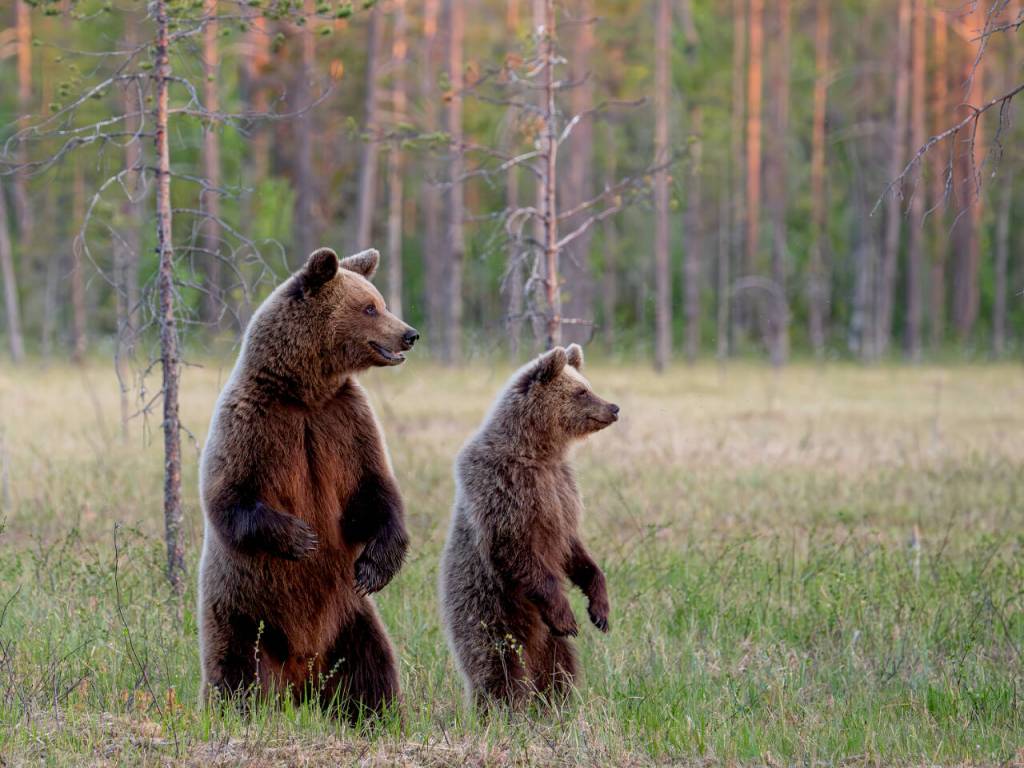 Photo courtesy Ken and Mary Campbell/ A European brown bear and its cub stand on their hind legs in Kuhmo, Finland.