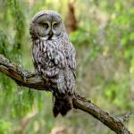 Photo courtesy Ken and Mary Campbell/ A great grey owl keeps watch from a tree limb in Helsinki, Finland.