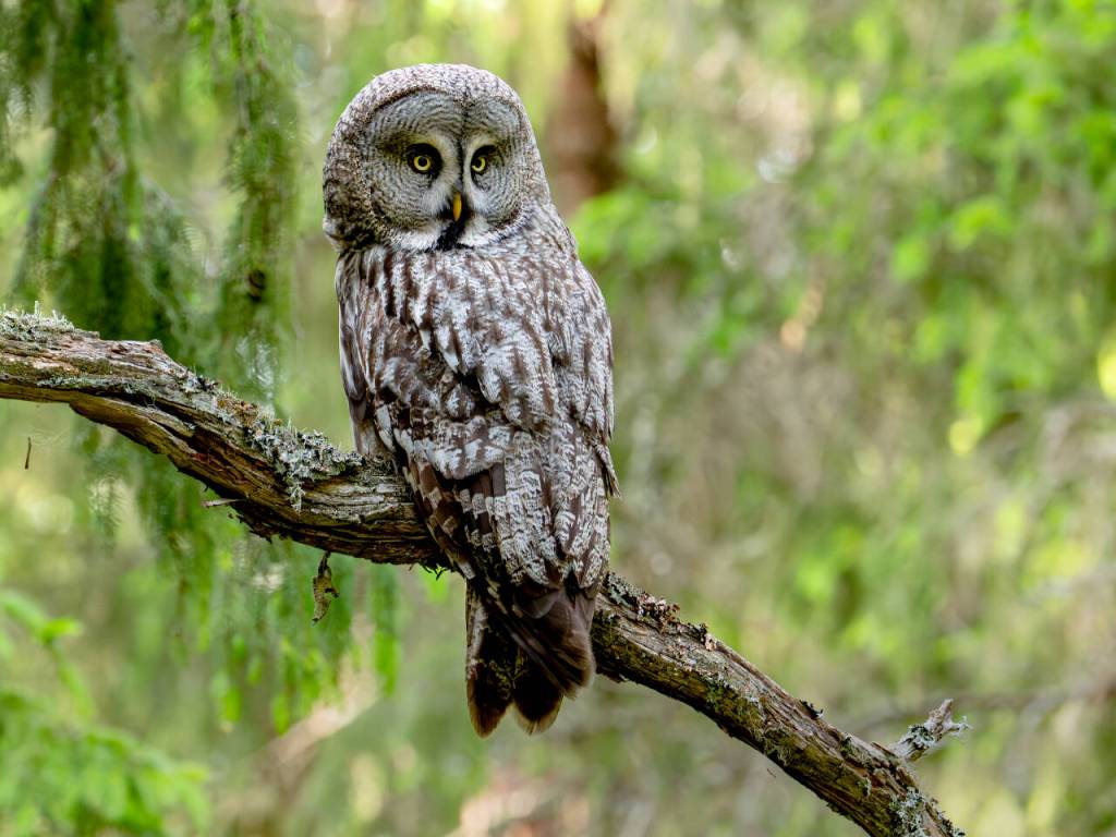 Photo courtesy Ken and Mary Campbell/ A great grey owl keeps watch from a tree limb in Helsinki, Finland.
