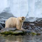 Photo courtesy Ken and Mary Campbell/ A polar bear in Svalbard, Norway.