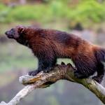 Photo courtesy Ken and Mary Campbell/ A wolverine in Lieksa, Finland.