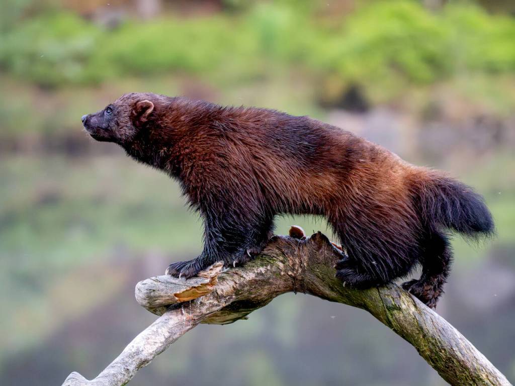 Photo courtesy Ken and Mary Campbell/ A wolverine in Lieksa, Finland.
